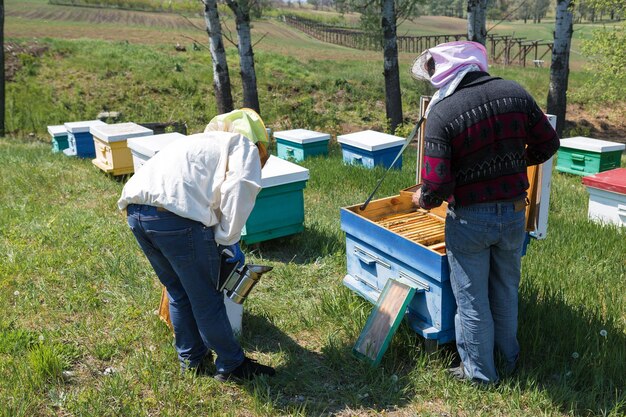 Una hilera de colmenas de abejas en un colmenar privado en el jardín Industria de la miel