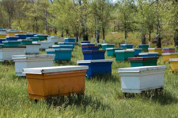 Una hilera de colmenas de abejas en un colmenar privado en el jardín Industria de la miel
