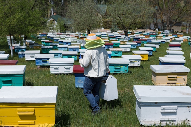 Una hilera de colmenas de abejas en un colmenar privado en el jardín. Industria de la miel.