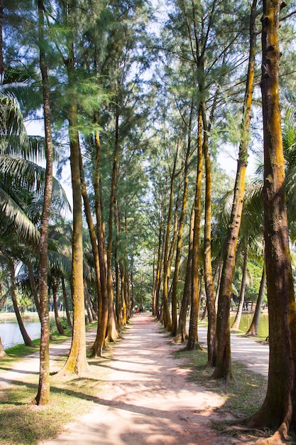 Una hilera de hileras de árboles en la vista del paisaje del parque