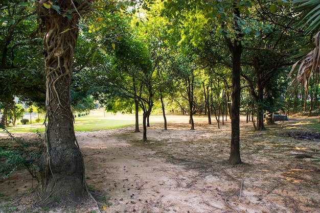 Una hilera de hileras de árboles en la vista del paisaje del parque