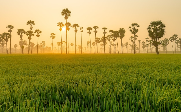 Hilera de palmeras de azúcar en el campo de arroz