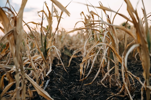 Una hilera de planta de maíz seco en un campo