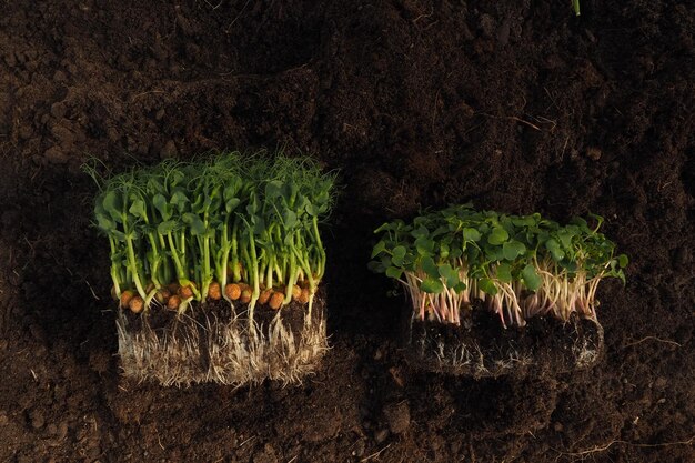 Una hilera de plantas con hojas verdes