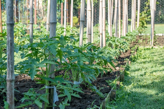 Una hilera de plantas de tomate. El tomate crece en campo abierto. Vegetal