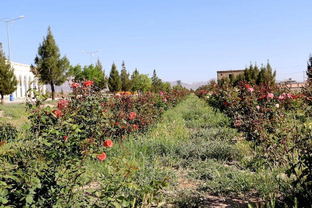 Foto una hilera de rosas en un jardín con un cielo azul de fondo.