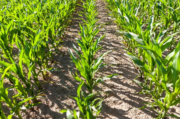 Hileras largas de maíz tierno bajo que crece en un campo agrícola en primavera o verano, clima soleado, detalles y especificidad de las actividades agrícolas