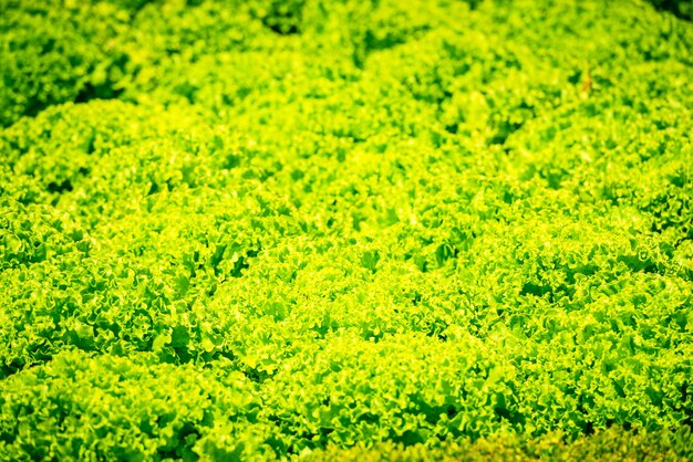 Hileras de lecho de ensalada verde fresca de campo cultivado. rodada con un enfoque selectivo