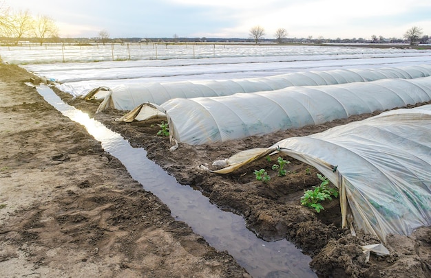 Hileras de túneles abiertos de plantación de arbustos de papa y un canal de riego lleno de agua