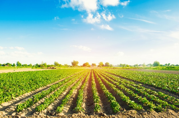 Hileras de vegetales de pimiento crecen en el campo. agricultura, agricultura