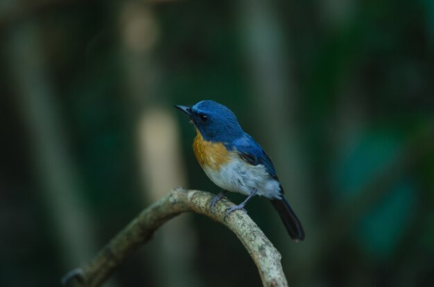 Hill Blue Flycatcher en una rama