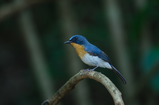 Hill Blue Flycatcher en una rama