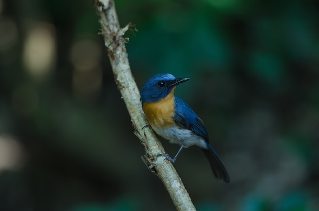 Hill Blue Flycatcher en una rama