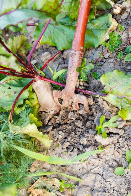 Hilling von roten Rüben auf Gartenbeet