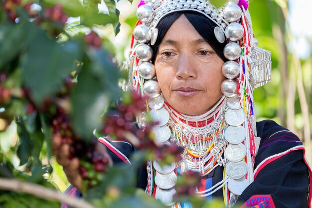 Foto hilltribes colhem grãos de café frescos no jardim