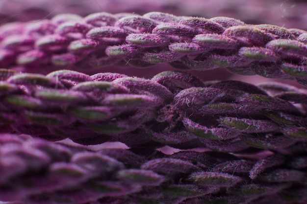 Un hilo de color púrpura se cierra bajo el fondo del microscopio