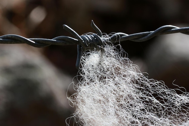 Hilo de nylon en la cerca de alambre de púas