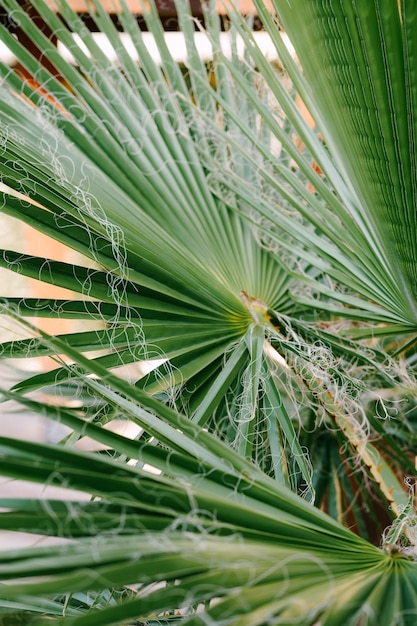 Hilos colgando de las hojas de la palmera sabal closeup