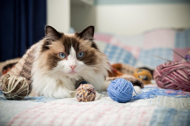 Hilos de colores, agujas de tejer y otros artículos para tejer a mano y un lindo gato doméstico Ragdoll en la cama