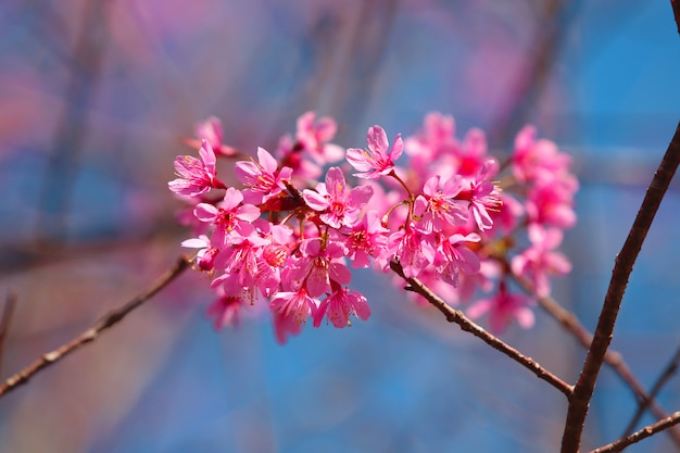 Himalaia flor rosa linda e romântica na árvore ramo com fundo de luz do dia