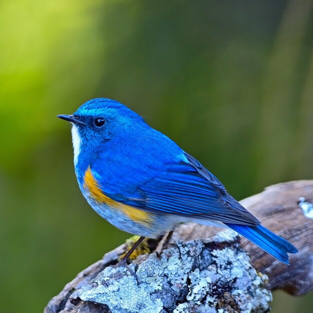 Foto himalaya bluetail