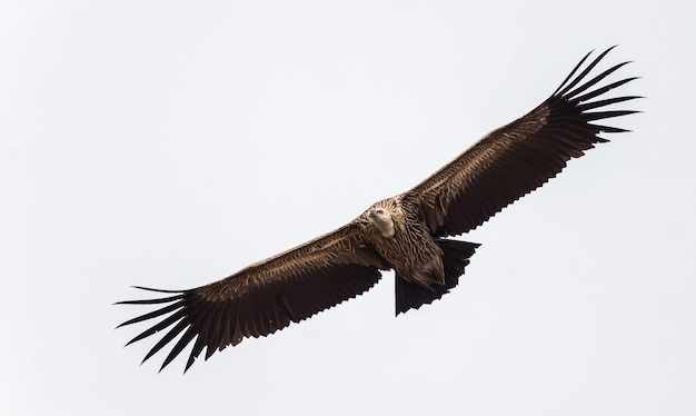 Himalaya-Gänsegeier Gyps himalayensis fliegt in den Himmel