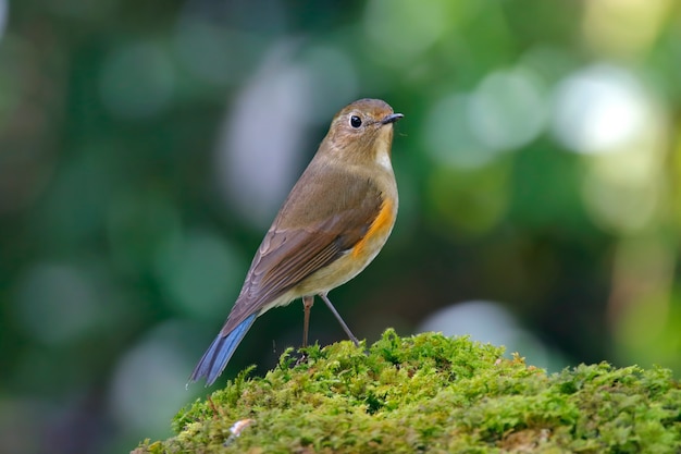 Himalayan Bluetail Tarsiger rufilatus Aves de Tailandia