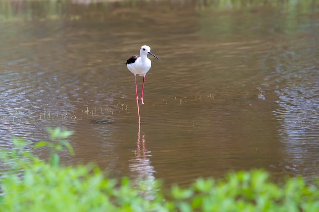 Himantopus himantopus com uma perna andando na água