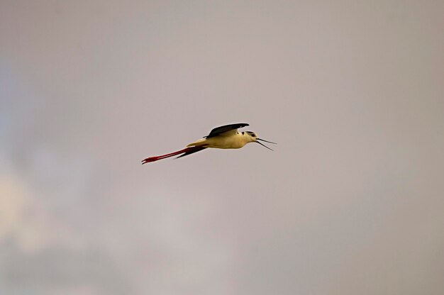 Foto himantopus himantopus - el cranksman común, ave caadriforme de la familia recurvirostridae.