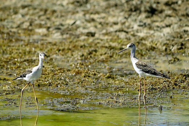 Foto himantopus himantopus - el cranksman común, ave caadriforme de la familia recurvirostridae.