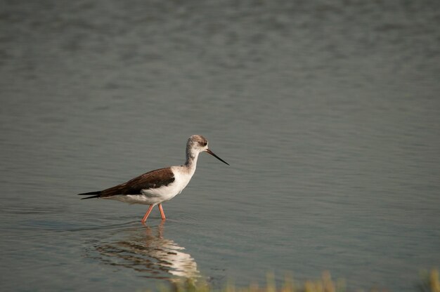 Himantopus Himantopus - El cranksman común, ave caadriforme de la familia Recurvirostridae.