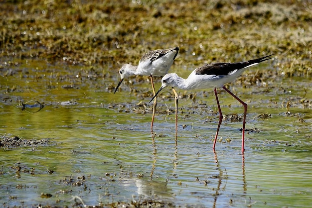 Foto himantopus himantopus - el cranksman común, ave caadriforme de la familia recurvirostridae.