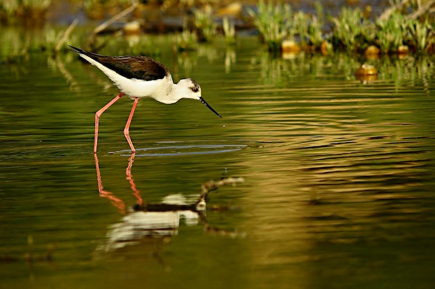 Foto himantopus himantopus - el cranksman común, ave caadriforme de la familia recurvirostridae.