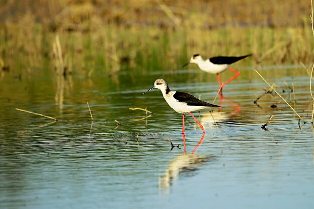 Foto himantopus himantopus - el cranksman común, ave caadriforme de la familia recurvirostridae.