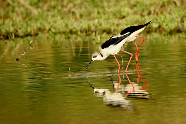 Himantopus Himantopus - Der gewöhnliche Cranksman, caadriformer Vogel der Familie Recurvirostridae.