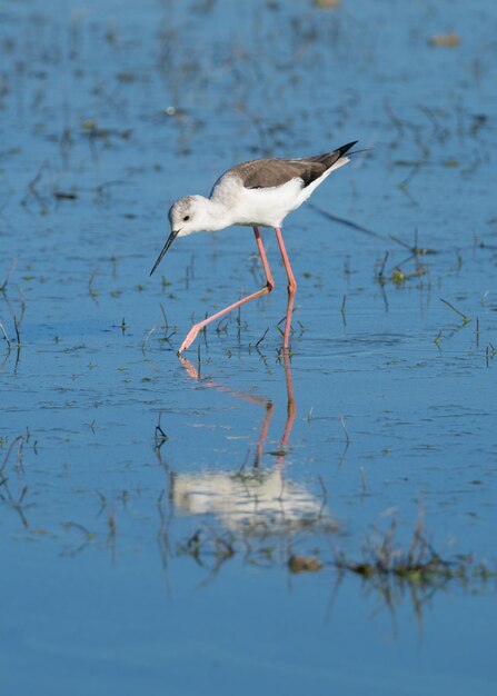 Foto himantopus himantopus en la laguna de fuente de piedra málaga españa