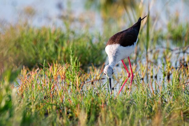 Himantopus Himantopus oder Stelzenläufer auf nasser Wiese