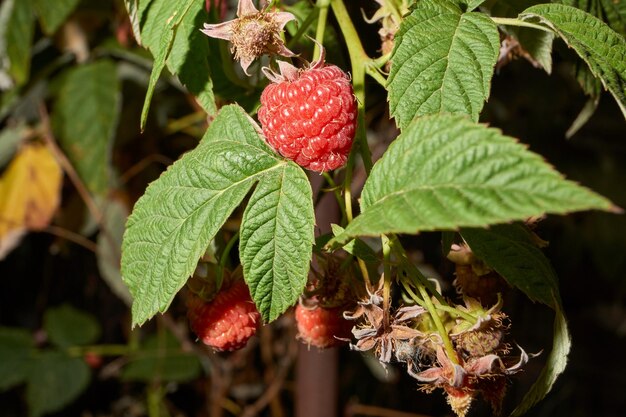 Himbeerbeeren Auf dem Gartengrundstück reiften Himbeeren