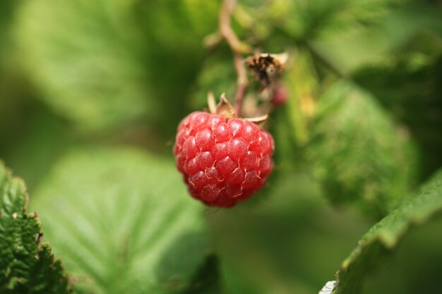 Himbeere auf einem Busch im Garten