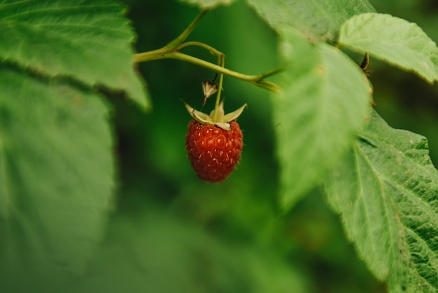 Himbeere. Himbeeren. Wachsende organische Beeren Nahaufnahme