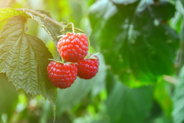 Himbeeren auf der Plantage während der Erntezeit