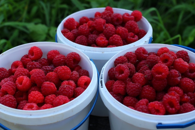 Himbeeren in Plastikeimern