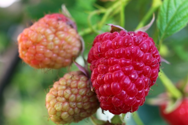 Himbeeren wachsen in Nahaufnahme