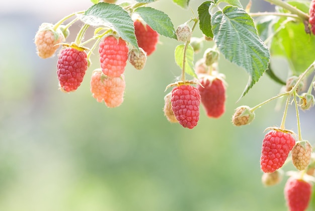 Himbeeren