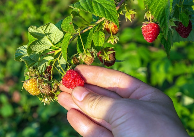 Himbeerernte Farmer sammelt von Hand Bio-Himbeeren im Garten Rote Beere auf einem Ast