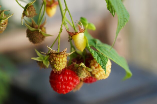 Himbeerfrucht auf einem Ast