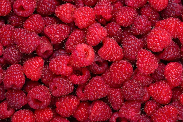 Himbeerhintergrund Frische rote Beeren Himbeerfrüchte horizontaler Hintergrund