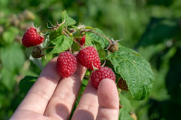 Himbeerpflücken Männliche Hände sammeln Bio-Himbeeren