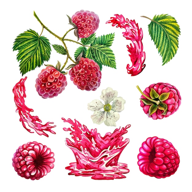 Himbeerset mit Zweigbeeren verlässt Blume und Saft. Aquarell-Illustration.