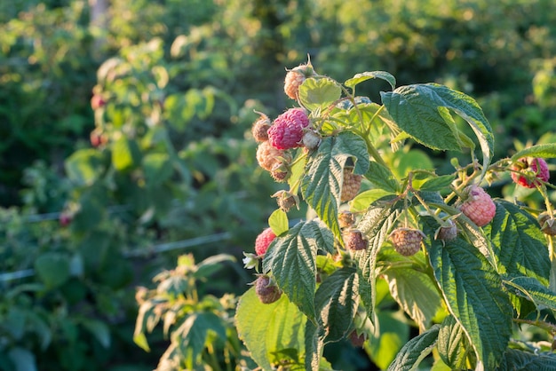 Himbeerwachstum im Garten